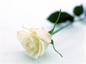 Photo 715203